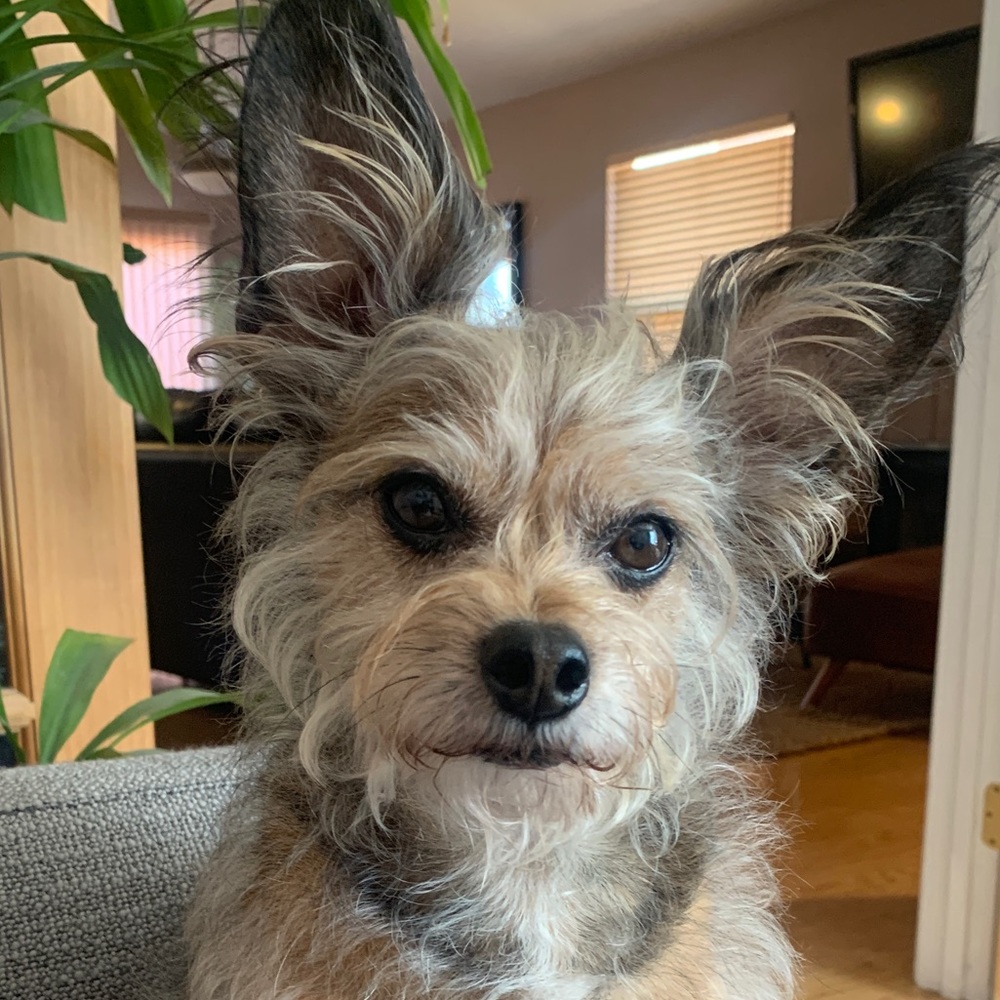 Meet your Posher, Sylvia